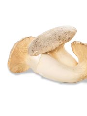Trompeta del Rey